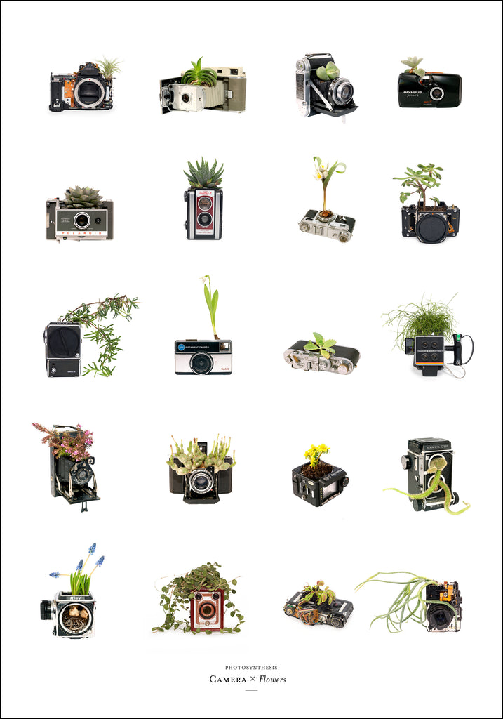 Photosynthesis - Camera x Flowers - 70x100cm POSTER (SOLD OUT)