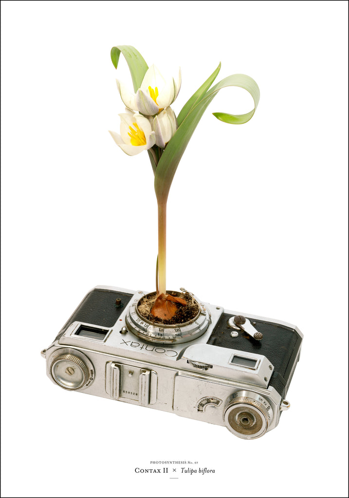 Photosynthesis no 07 - Contax II x Tulipa biflora - 70X100cm POSTER (SOLD OUT)