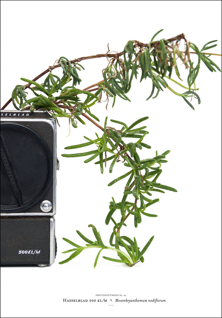 Photosynthesis no 25 - Hasselblad 500 EL/M x Mesembryanthemum nodiflorum - 70X100cm POSTER (SOLD OUT)