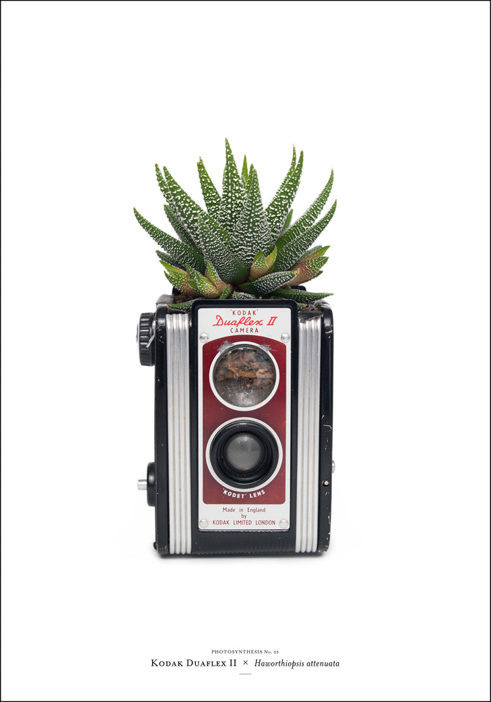Photosynthesis no 25 - Kodak Duaflex II x Haworthiopsis attenuata - 70X100cm POSTER (SOLD OUT)