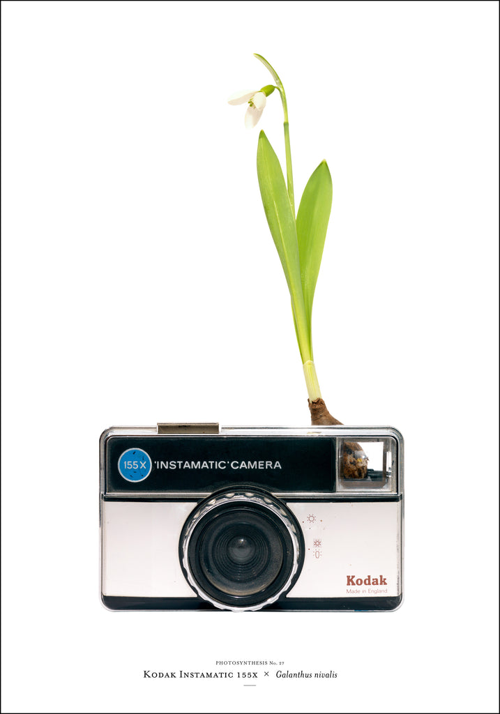 Photosynthesis no 27 - Kodak Instamatic x Galanthus nivalis - 70x100 POSTER (SOLD OUT)
