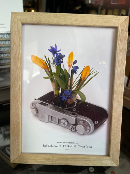 Photosynthesis No. 51 - Scilla siberica x Fed-2 x Crocus flavus