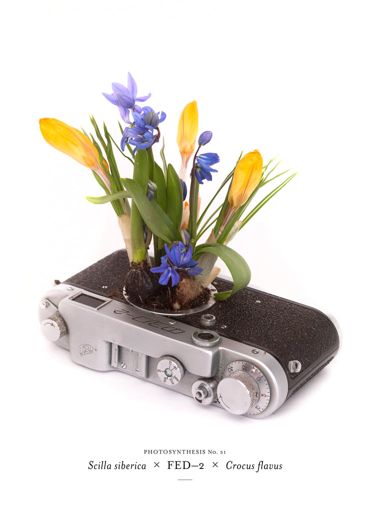 Photosynthesis No. 51 - Scilla siberica x Fed-2 x Crocus flavus