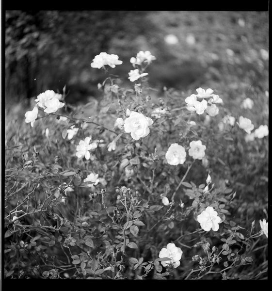 Beautyflex TLR - serviced August 2026