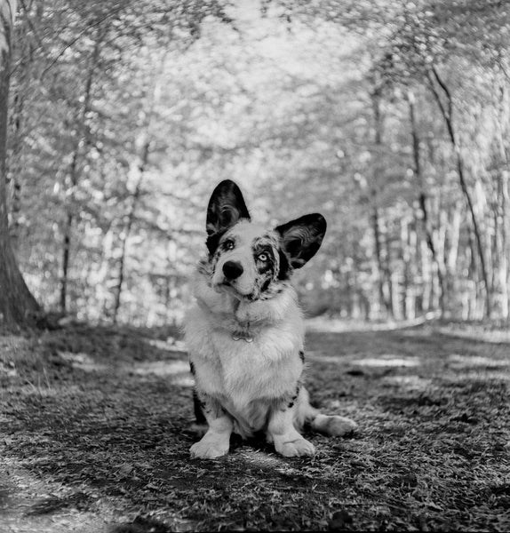 Rolleiflex - Frankenflex TLR - serviced and test shot October 2026