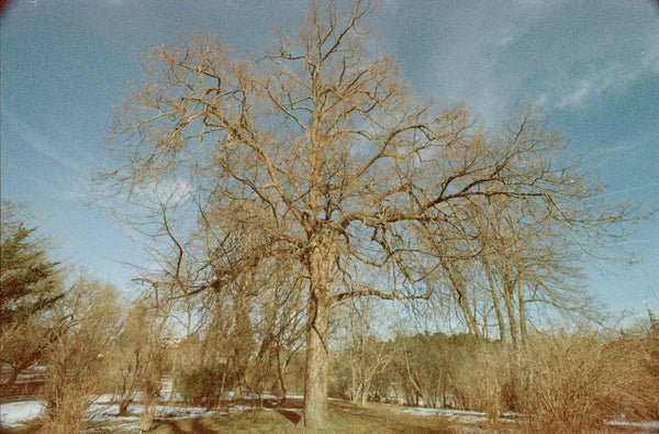 GT 24 Film Color 135x24