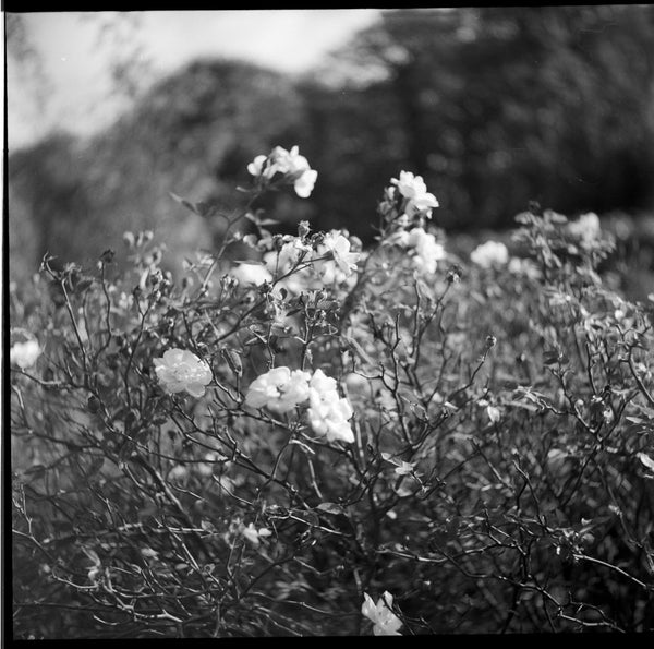 Walzflex TLR - serviced August 2026