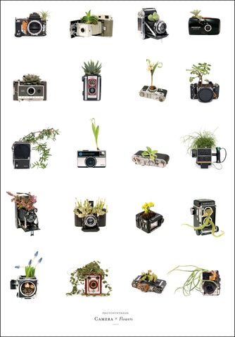 *SALE* Photosynthesis - Camera x Flowers - A2 POSTER