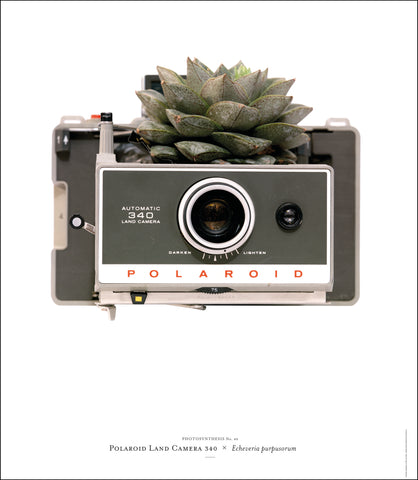 *SALE* Photosynthesis no 49 - Polaroid Land Camera 340 x Echeveria purpusorum - A2 POSTER