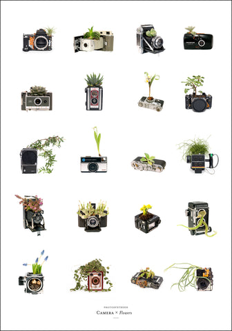 Photosynthesis - Camera x Flowers - 70x100cm POSTER