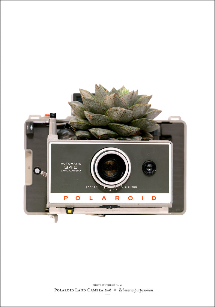 Photosynthesis no 49 - Polaroid Land Camera 340 x Echeveria purpusorum - 70x100cm POSTER